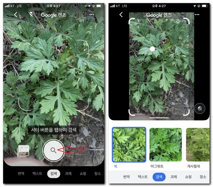 구글 앱으로 식물이름 찾기